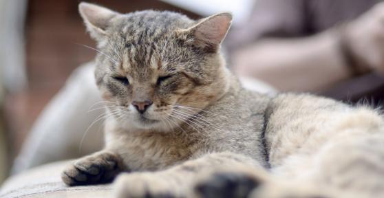 Muchos gatos mayores pierden peso sin que sus dueños le den importancia y podría ser una señal de alarma: las enfermedades que puede esconder
