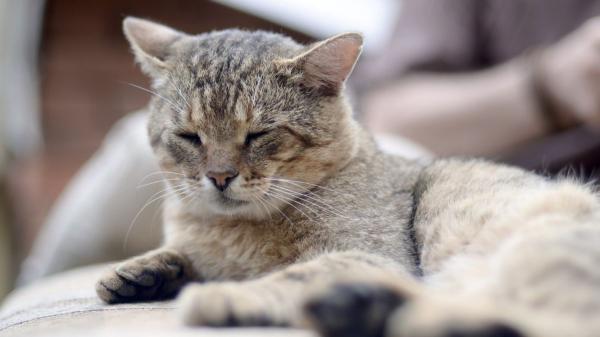 Muchos gatos mayores pierden peso sin que sus dueños le den importancia y podría ser una señal de alarma: las enfermedades que puede esconder
