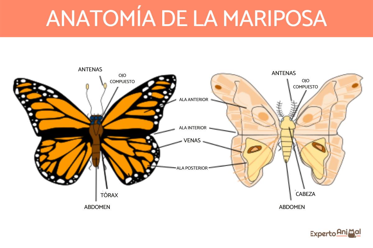 Partes del cuerpo de una mariposa