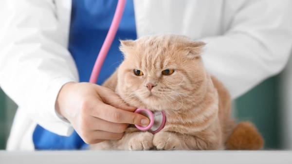 Muchos gatos mayores pierden peso sin que sus dueños le den importancia y podría ser una señal de alarma: las enfermedades que puede esconder - Pesar al gato y vigilar cuánto come permite detectar cambios a tiempo