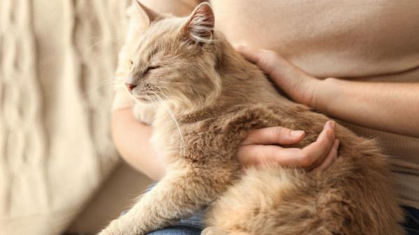 Muchos gatos mayores pierden peso sin que sus dueños le den importancia y podría ser una señal de alarma: las enfermedades que puede esconder - Por qué adelgazar en la vejez puede ser una señal de alarma para los gatos