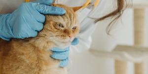 Tipos de heridas en gatos: guía completa para reconocerlas, tratarlas y evitar complicaciones