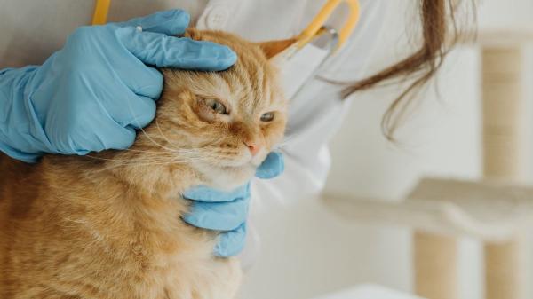 Tipos de heridas en gatos: guía completa para reconocerlas, tratarlas y evitar complicaciones
