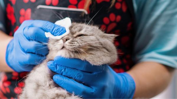 Por qué tu gato tiene un ojo medio cerrado y lloroso (y cómo ayudarlo) - Ojo lloroso por conjuntivitis: señales y cuidados que debes conocer