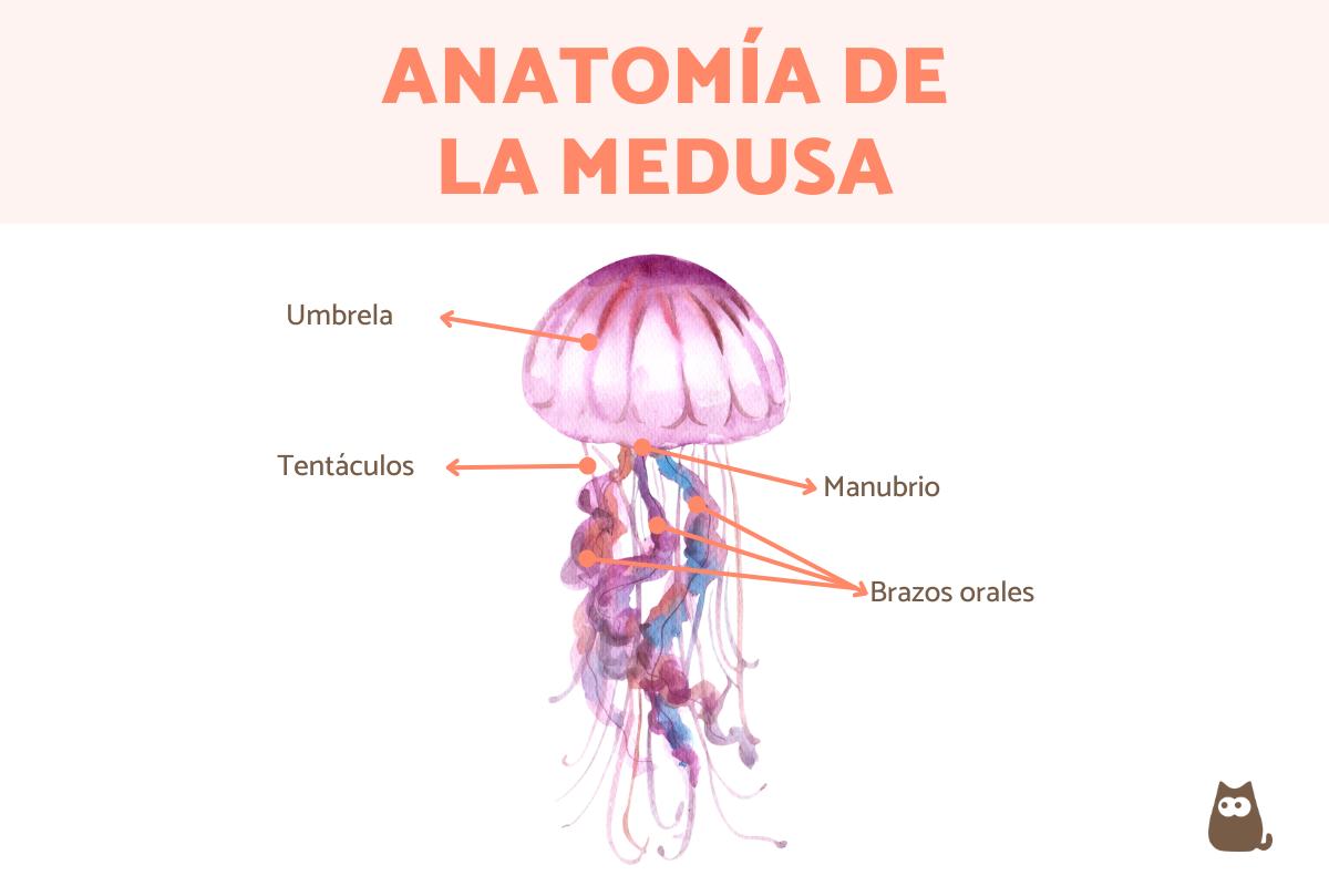 Partes de la medusa