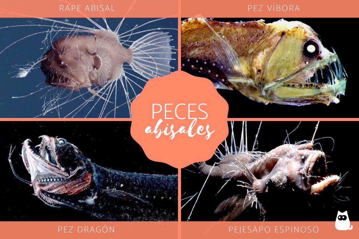 Peces abisales: características, nombres y fotos
