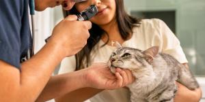 Por qué tu gato tiene un ojo medio cerrado y lloroso (y cómo ayudarlo)