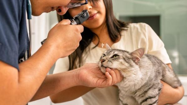 Por qué tu gato tiene un ojo medio cerrado y lloroso (y cómo ayudarlo)