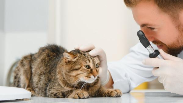 Por qué tu gato tiene un ojo medio cerrado y lloroso (y cómo ayudarlo) - Rinotraqueitis felina: una enfermedad que también afecta los ojos de los gatos