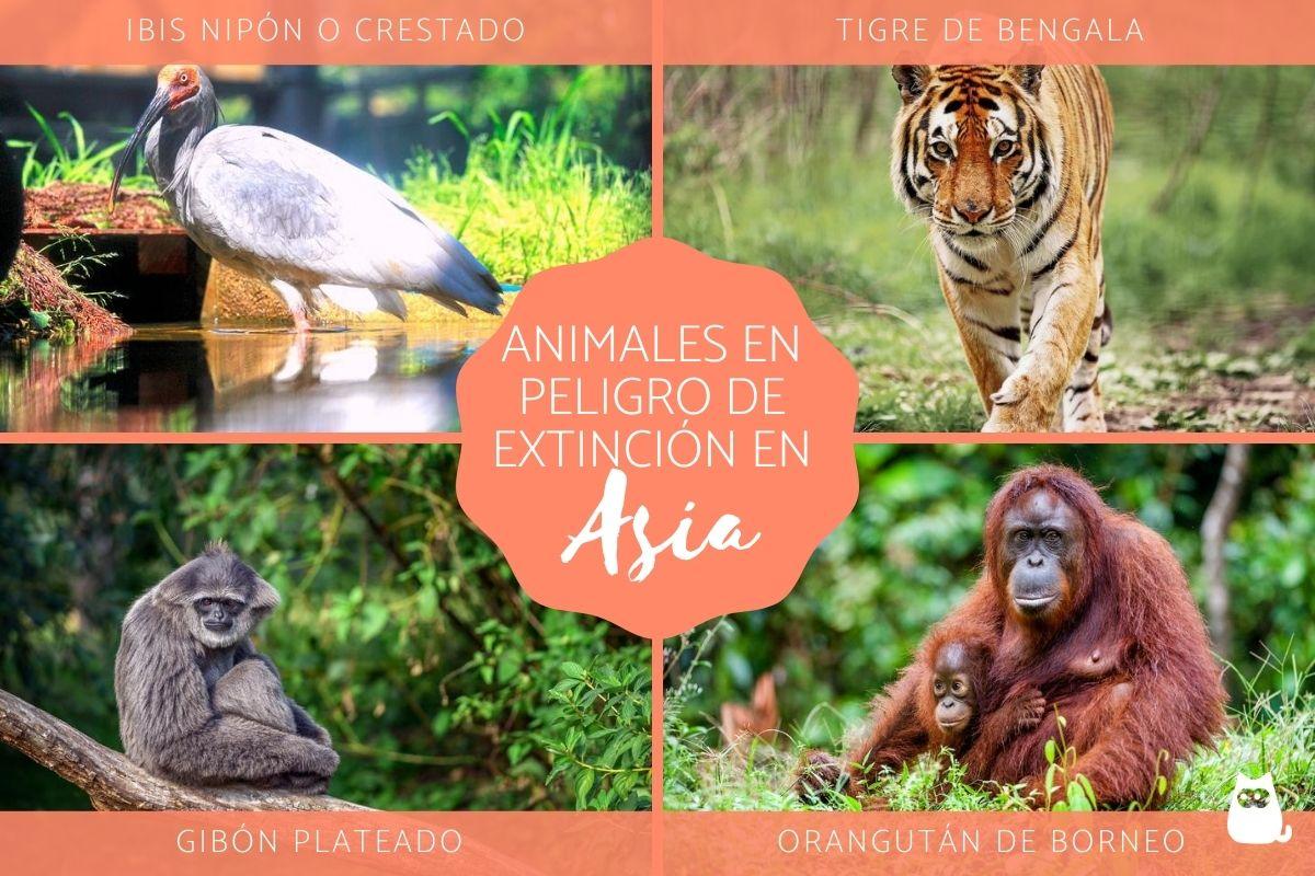 Animales en peligro de extinción en Asia