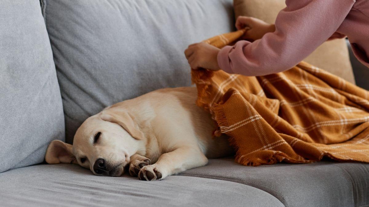 Italia marca un precedente: faltar al trabajo para cuidar a una mascota enferma ya es posible