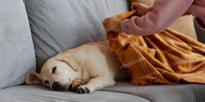 Italia marca un precedente: faltar al trabajo para cuidar a una mascota enferma ya es posible