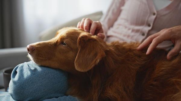 Italia marca un precedente: faltar al trabajo para cuidar a una mascota enferma ya es posible - La bibliotecaria que hizo posible que Italia reconozca permisos para cuidar mascotas