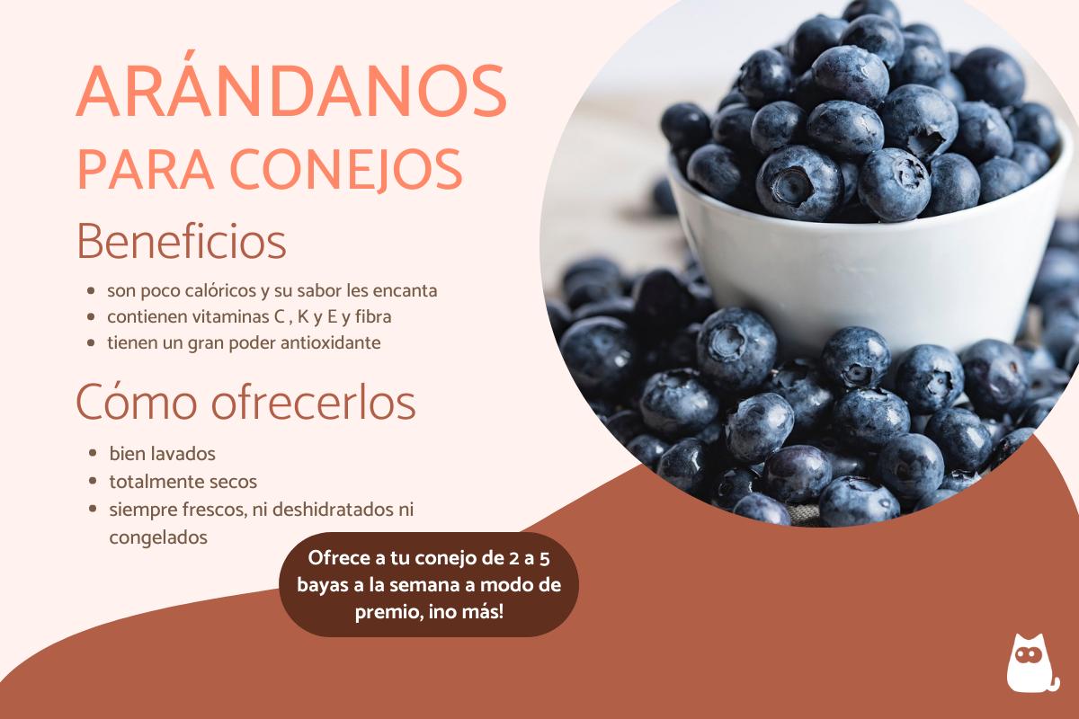 ¿Los conejos pueden comer arándanos?