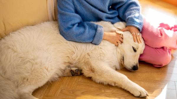 Italia marca un precedente: faltar al trabajo para cuidar a una mascota enferma ya es posible - Por primera vez se aprueba un permiso laboral para atender a las mascotas enfermas