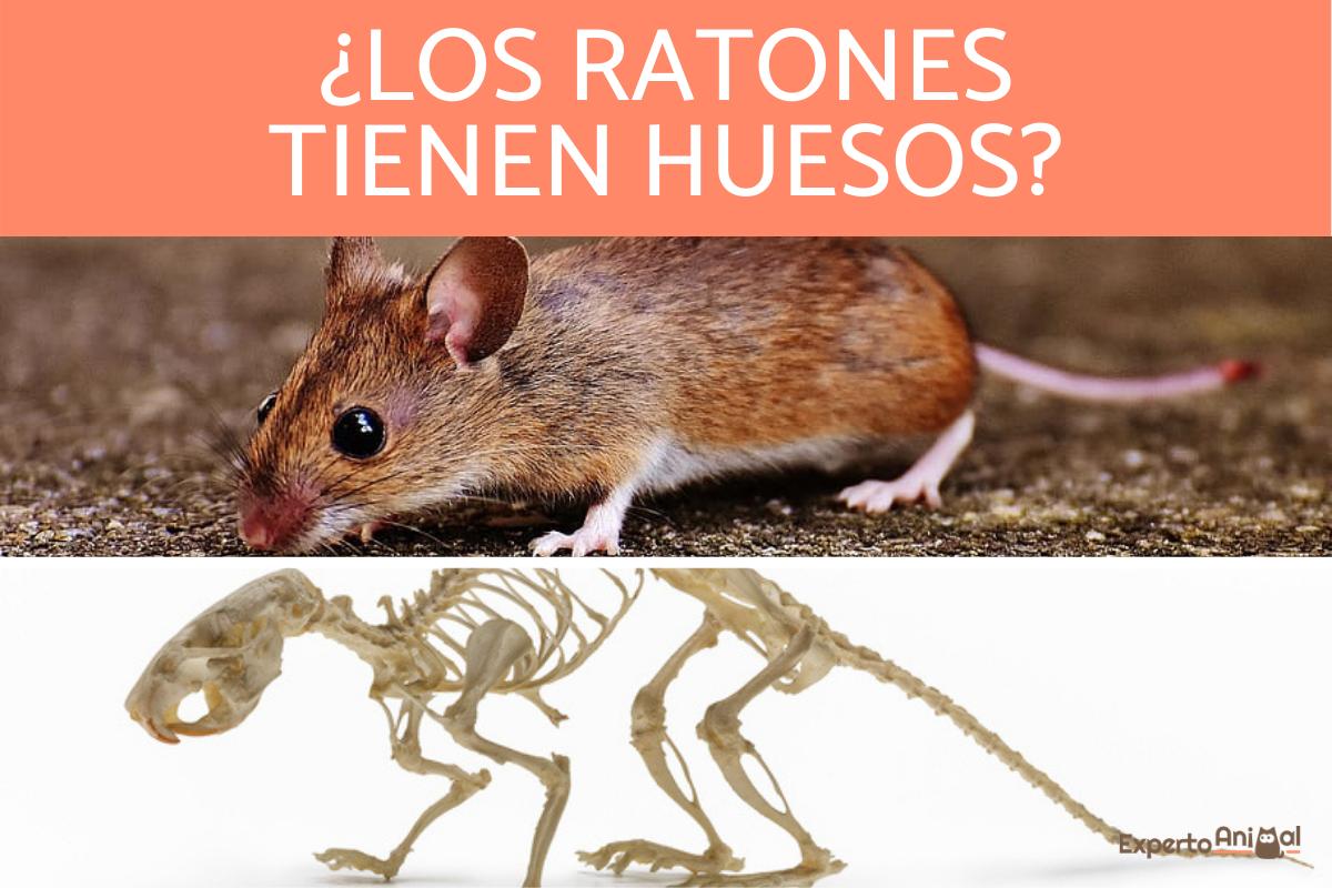 ¿Los ratones tienen huesos?