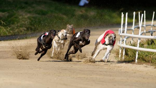Reino Unido da una lección a España con los galgos: prohíbe las carreras y reabre el debate en Europa - Otros países ya han prohibido las carreras de galgos y crece la presión en Europa