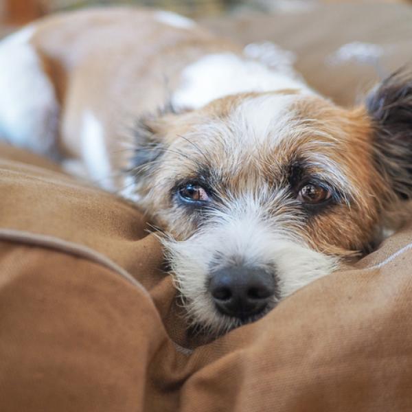 cómo hacer que un perro viejo deje de ladrar