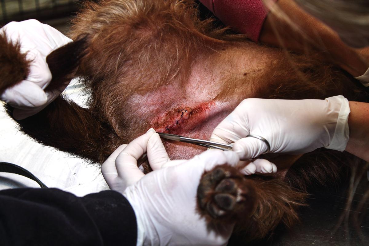 Puntos de sutura infectados en perros - Síntomas y tratamiento