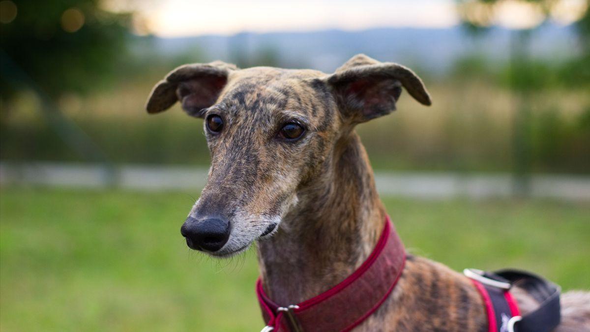 Reino Unido da una lección a España con los galgos: prohíbe las carreras y reabre el debate en Europa