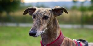 Reino Unido da una lección a España con los galgos: prohíbe las carreras y reabre el debate en Europa