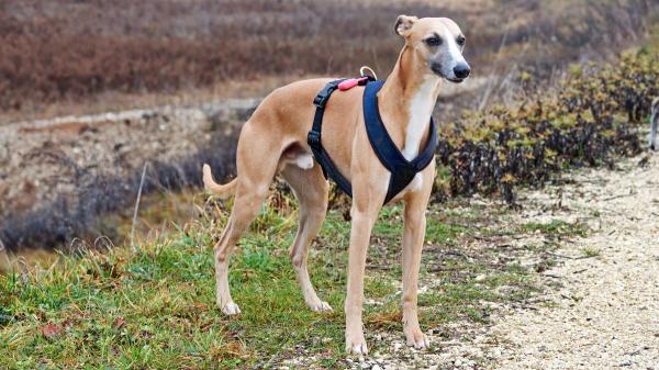 Reino Unido da una lección a España con los galgos: prohíbe las carreras y reabre el debate en Europa - Un perro de velocidad, pero también de alta sensibilidad y cuidados específicos