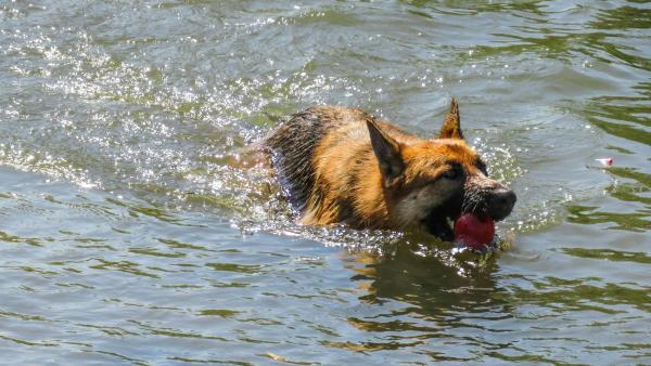 Los veterinarios coinciden: “Cortar el pelo a los perros cuando hace calor puede ser peligroso para su salud” - Agua fresca, sombra y menos asfalto: las claves para proteger a tu perro del calor extremo