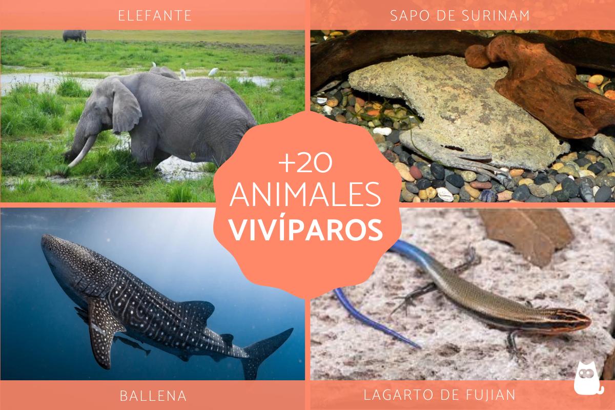 Animales vivíparos - Ejemplos y características