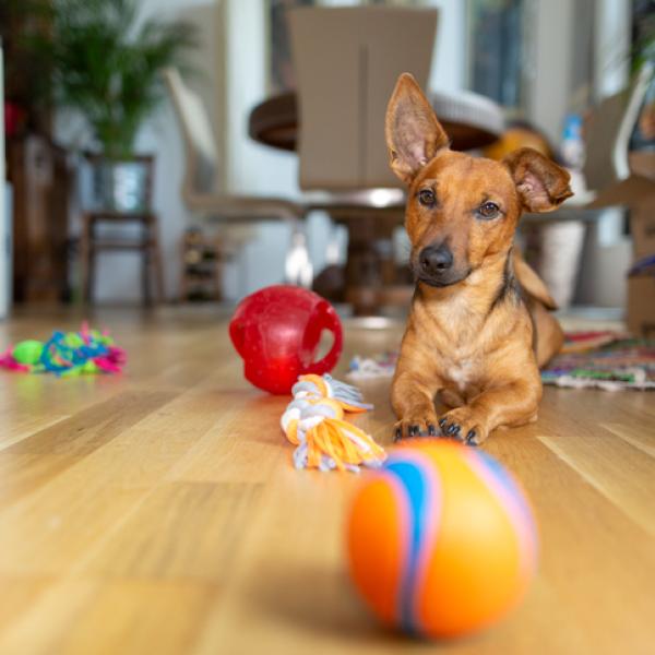 Los 6 mejores JUGUETES para PERROS