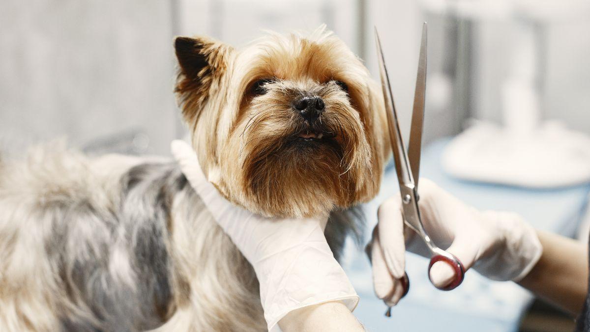 Los veterinarios coinciden: “Cortar el pelo a los perros cuando hace calor puede ser peligroso para su salud”