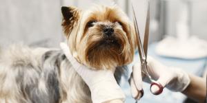 Los veterinarios coinciden: “Cortar el pelo a los perros cuando hace calor puede ser peligroso para su salud”