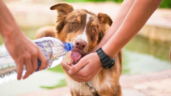 Los veterinarios coinciden: “Cortar el pelo a los perros cuando hace calor puede ser peligroso para su salud” - Ni rapado ni corte de pelo: esto es lo que más preocupa a los veterinarios en verano