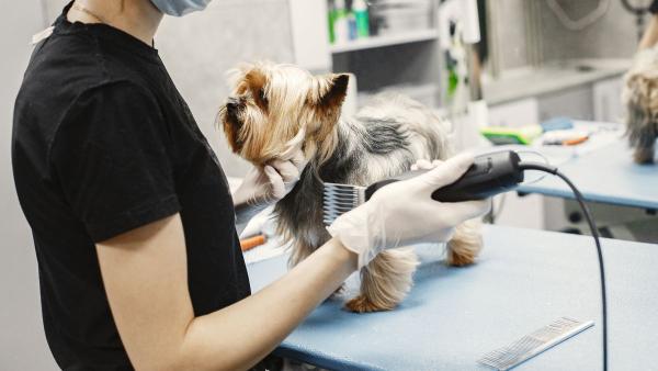 Los veterinarios coinciden: “Cortar el pelo a los perros cuando hace calor puede ser peligroso para su salud” - Veterinarios alertan: rapar a tu perro en verano no siempre le ayuda a pasar menos calor