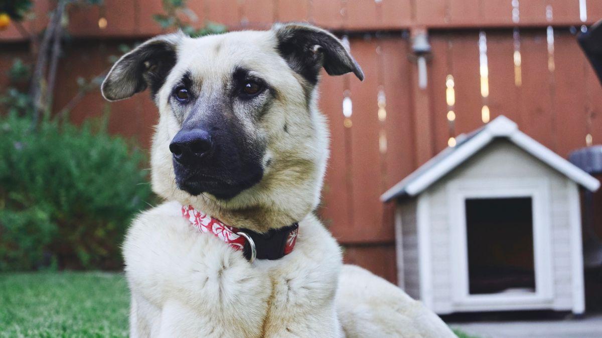 Es oficial: la Ley de Bienestar Animal prohíbe que perros y gatos vivan en sótanos, patios o jardines