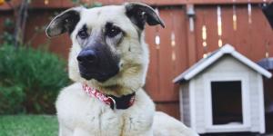 Es oficial: la Ley de Bienestar Animal prohíbe que perros y gatos vivan en sótanos, patios o jardines