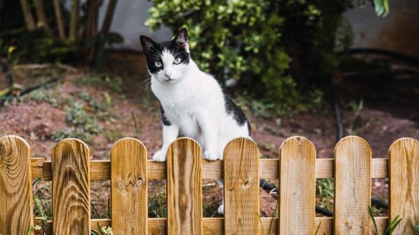 Es oficial: la Ley de Bienestar Animal prohíbe que perros y gatos vivan en sótanos, patios o jardines - La ley no prohíbe que estén en patios, jardines o sótanos: prohíbe que vivan allí