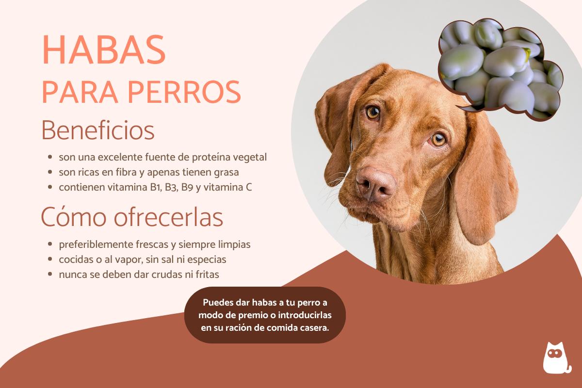 ¿Los perros pueden comer habas?