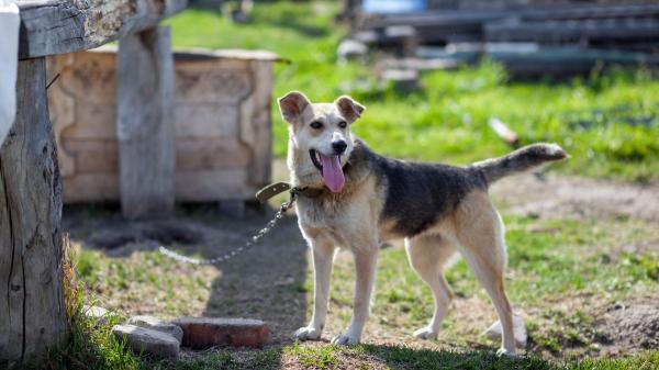 Es oficial: la Ley de Bienestar Animal prohíbe que perros y gatos vivan en sótanos, patios o jardines - Multas y retirada del animal: las sanciones por incumplir la Ley de Bienestar Animal
