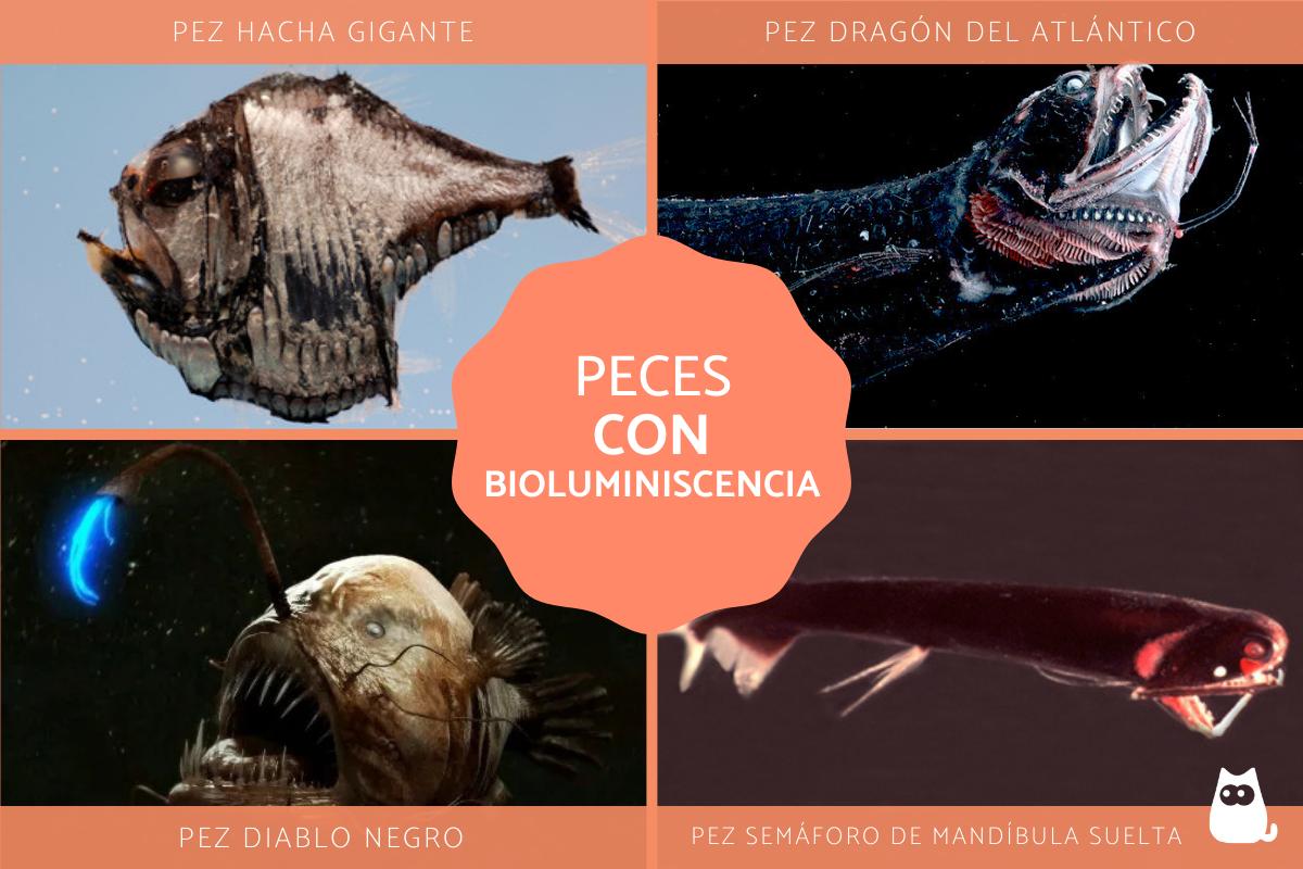 Peces bioluminiscentes: ejemplos con fotos