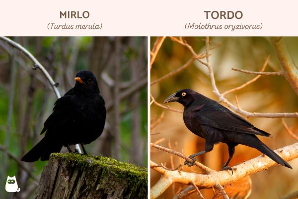 Diferencias entre mirlo y tordo - ¿Cómo identificar un mirlo y un tordo por su aspecto?