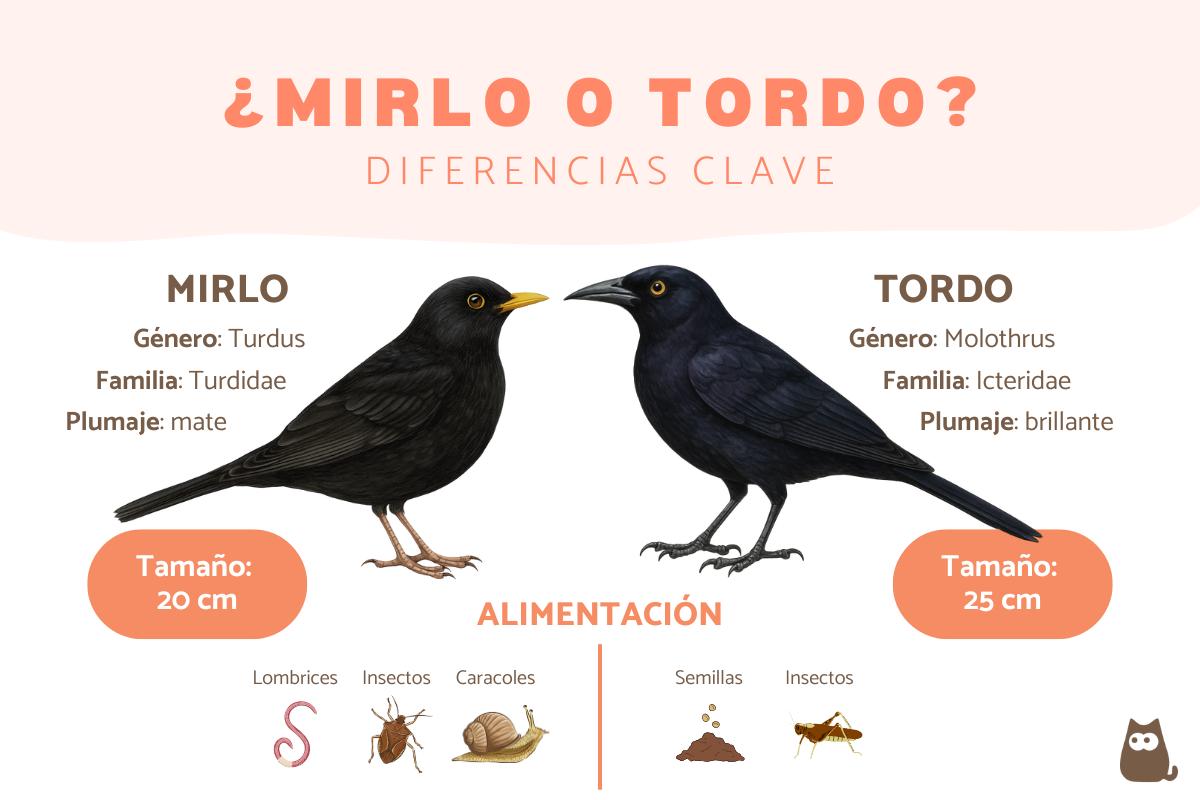 Diferencias entre mirlo y tordo