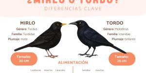 Diferencias entre mirlo y tordo