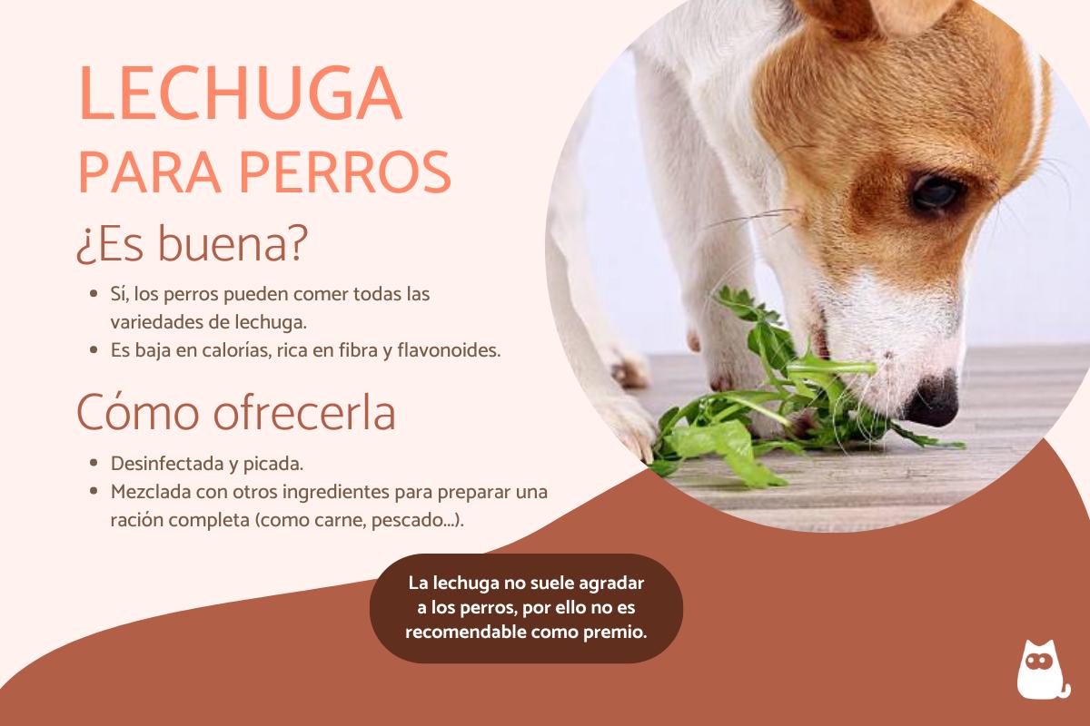 ¿Los perros pueden comer lechuga?