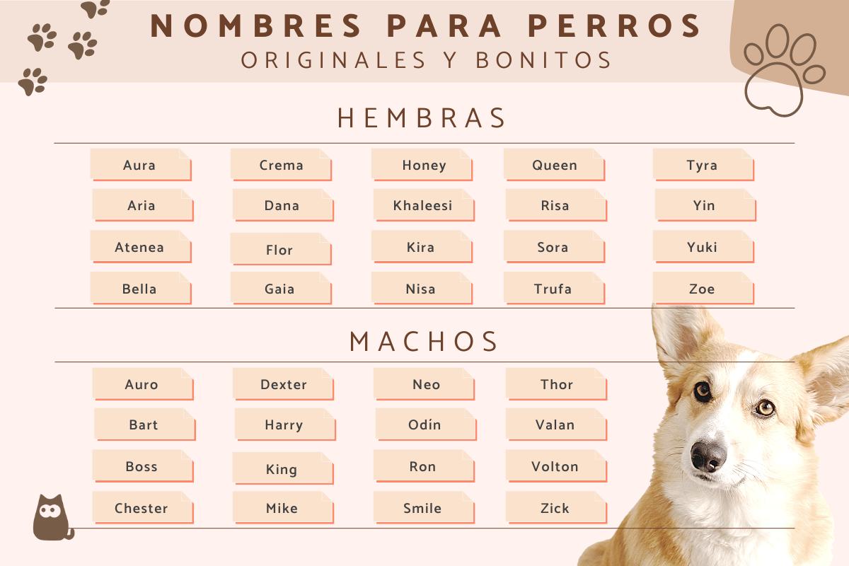 Nombres para perros originales y bonitos