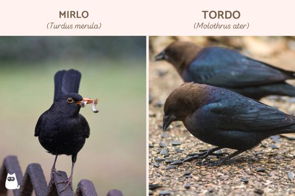 Diferencias entre mirlo y tordo - ¿Qué comen los mirlos y los tordos?