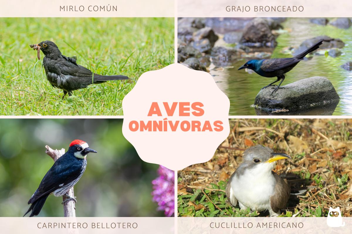 Aves omnívoras: ejemplos y características
