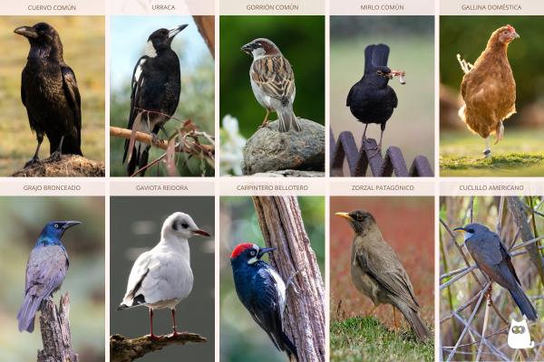 Aves omnívoras: ejemplos y características - Ejemplos de aves omnívoras