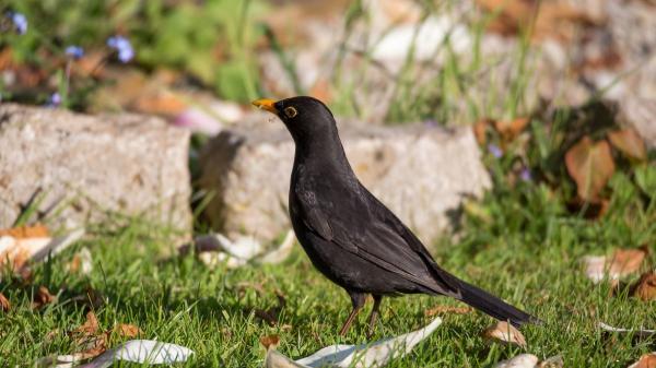 Si un mirlo aparece en tu jardín o se acerca a tu casa, puede no ser una simple coincidencia: esto es lo que significa - Los jardines ofrecen a los mirlos un lugar ideal para buscar alimento