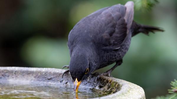 Si un mirlo aparece en tu jardín o se acerca a tu casa, puede no ser una simple coincidencia: esto es lo que significa - No necesitas darle comida: hay formas más sencillas de favorecer su presencia