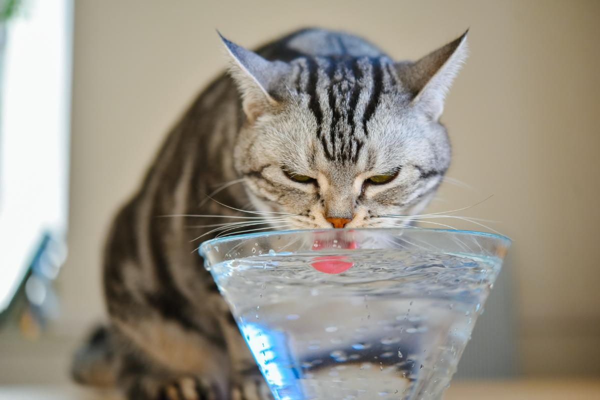 ¿Puede beber agua un gato antes de operarse?